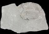 Bargain, Dalmanites Trilobite - New York #47300-1